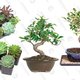 Mother’s Day Succulents & Bonsai Trees Gold Box | Amazon